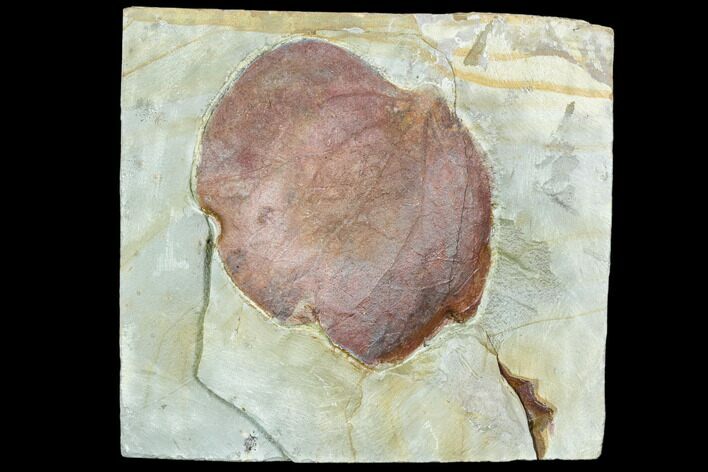 Fossil Leaf (Zizyphoides) - Montana #105225